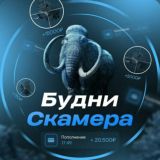 Будни Скамера