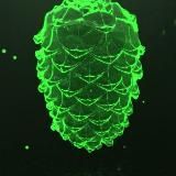 Шишкин лес live⚡️⚡️⚡️