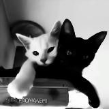 ОЗЕМПИК💊САКСЕНДА💊РЕБЕЛАКС