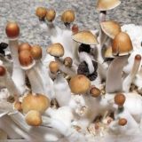 Zauberpilz Touristen