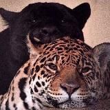 𝑩𝒍𝒂𝒕𝒏𝒐𝒋 𝒖𝒅𝒂𝒓