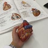 100 часов школьной биологии. Анатомия и физиология человека