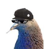 Голубь Забайкалович | Забайкальские мемы