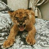 💪💪Taniwuv chati💪💪