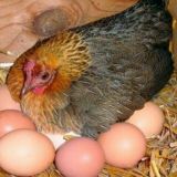 🐥TOVUQ BOQISH SIRLARI