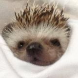 Покупка продажа звёзд