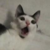 Дед фотоСетор