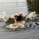 рыба-рыба🐠