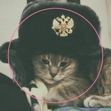 Сatы