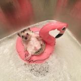 чат милашек