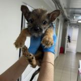 Хвостики 🐶🌿🐱