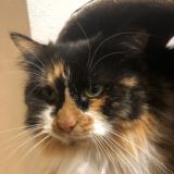 Это Питер, котик!