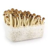 Грибоводство