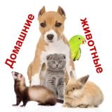 Домашние животные Некрасовка Люберцы