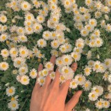 𝐶𝑟𝑦𝑠𝑡𝑎𝑙 💫