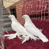 Uzbek_Kabutarbozori_Marg'ilon