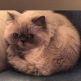 Группа Художник Ёль