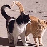 Чарівність буття мемів