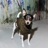 Культурный кусь