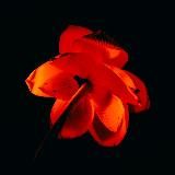 🔻мыслеформа 🔺