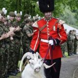 Куриоситиз