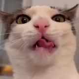 Максим и котики😻