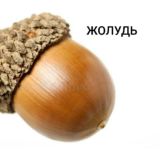 ЖОЛУДЬ CRYPTO