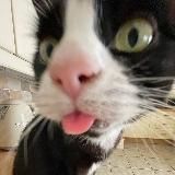 погладь кота