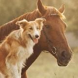 Zoofilia | Beastiality