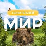 Удивительный мир