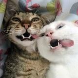 Котики - розовые ротики ^^