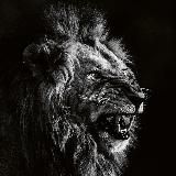 pornLion 🔥🔥🔥