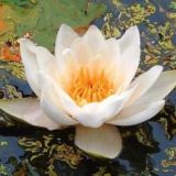 Счастье – это йога