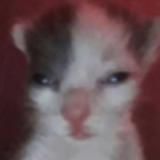 𝕞𝕚𝕤𝕒 𝕙𝕦𝕚𝕔𝕒