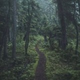 Dремучий лес