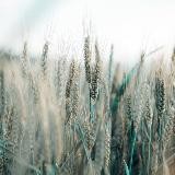 Виктория Ман | Цветущие в вечности