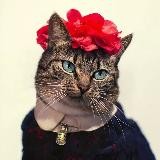 Модная Кошка