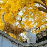 ❄️Equestrian_sports❄️