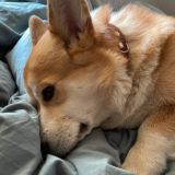 Трое, не считая собак