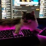 𝙆𝘼𝙍𝙀𝙑 𝙎𝙃𝙊𝙋 🦋