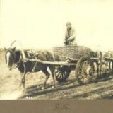 Казачья арба