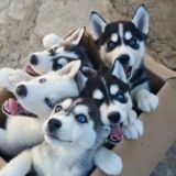 Породистые собаки! Вязка,купля-продажа!!!