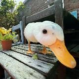 Опрос от Гуся