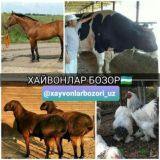 Xayvonlar bozori🐫🐄🐎🐈⬛🐂🦬🦮🐑🐓🦅🦆🦢🪽🐠☘️🌿