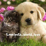 ᴘᴇᴛs ᴡᴏʀʟᴅ