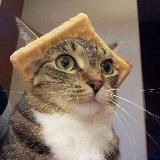 ✿⋆。 sɪʟᴠᴇʀ & ʜᴏɴᴇʏ | ᴅʀᴀᴍɪᴏɴᴇ˚。⋆ ✿