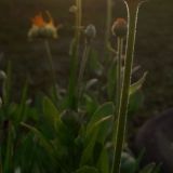 КОММЕНТАРИИ