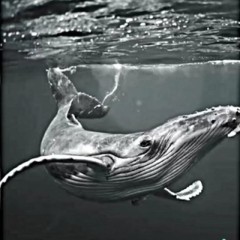 Синий кит | Я В ИГРЕ