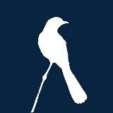 Пересмешник Пальмиры