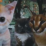 Чмоня и Друзья